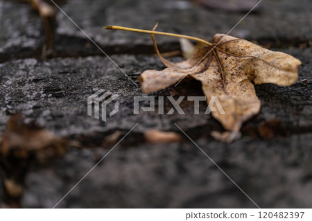 Fallen leaves on cobblestones - winter image Fallen leaves on cobblestones - winter image 120482397