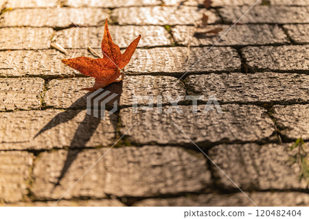 Fallen leaves on cobblestones - winter image Fallen leaves on cobblestones - winter image 120482404