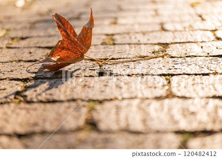 Fallen leaves on cobblestones - winter image 120482412