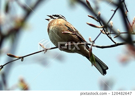 A white-throated sparrow perched on a branch. A white-throated sparrow perched on a branch. 120482647