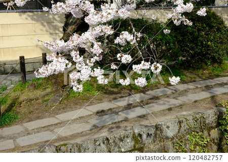 早春哲學之路與琵琶湖運河線 早春哲學之路與琵琶湖運河線 120482757