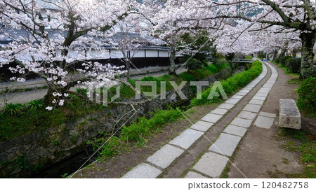 早春哲學之路與琵琶湖運河線 早春哲學之路與琵琶湖運河線 120482758