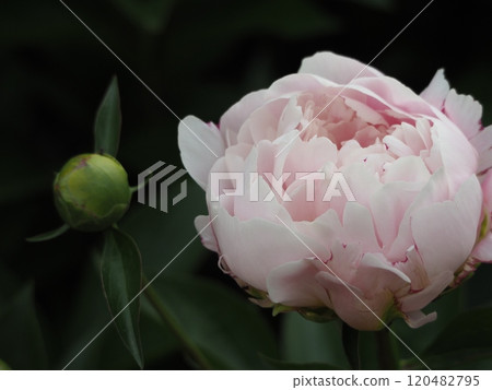 Spring flowers, pink peony Spring flowers, pink peony 120482795