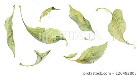 Green leaves of flower, bush tree with water drops hand drawn in watercolor, lilac poplar elm pear apple cherry. Isolated botanical illustration set. Wedding, florist shop, scrapbooking, cosmetics 120482803