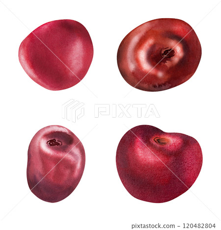 Sweet cherry sakura stone fruit, hand drawn in watercolor, red ripe garden berry strawberry tree. Botanical isolated elements set illustration. Restaurant, dessert cafe menu, wedding, farmers market 120482804