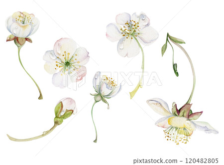 Early spring flowers on stems, water drops, white cherry sakura apple blossom bud, watercolor hand drawn, forest anemone primrose daisy. Single object set isolated illustration. Wedding, florist shop 120482805