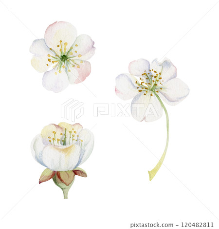 Early spring flowers, white cherry sakura apple blossom, hand drawn in watercolor forest anemone primrose daisy ephemera. Single object isolated illustration for wedding, florist shop, scrapbooking. Early spring flowers, white cherry sakura apple blossom, hand drawn in watercolor forest anemone primrose daisy ephemera. Single object isolated illustration for wedding, florist shop, scrapbooking. 120482811
