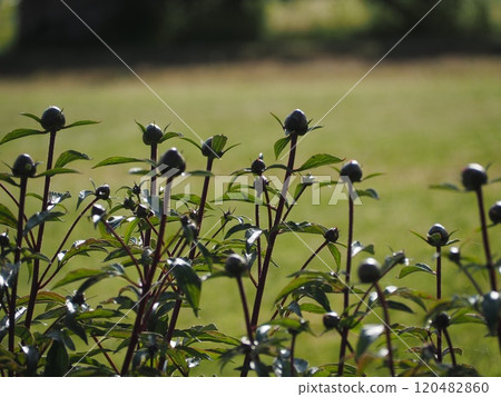Spring flowers: Peony buds Spring flowers: Peony buds 120482860