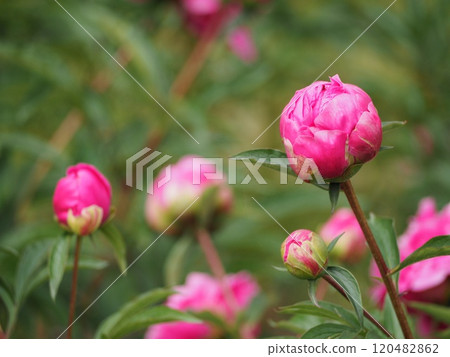 Spring flowers, pink peony Spring flowers, pink peony 120482862