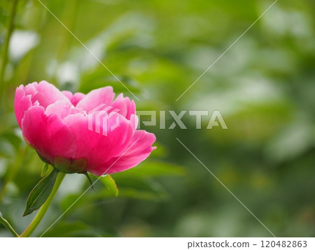 Spring flowers, pink peony 120482863