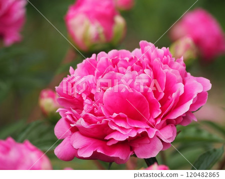 Spring flowers, pink peony Spring flowers, pink peony 120482865
