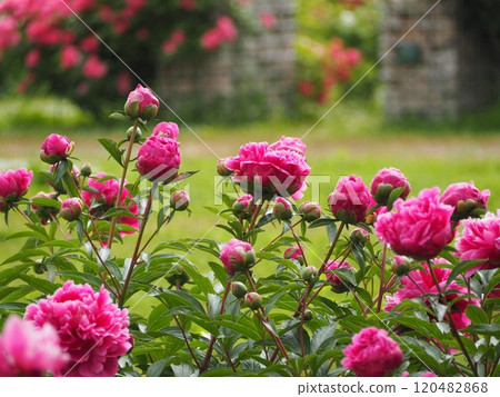 春天的花朵牡丹粉紅色 春天的花朵牡丹粉紅色 120482868