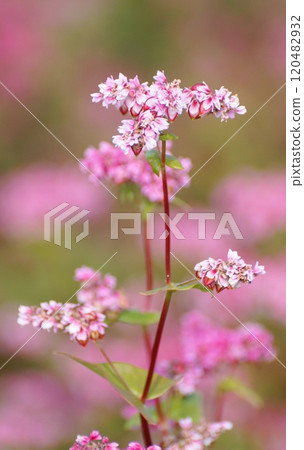 紅蕎麥花 120482932