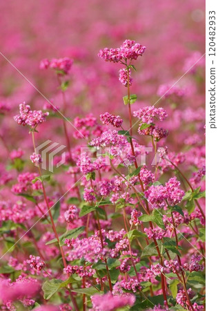 Red buckwheat flowers Red buckwheat flowers 120482933
