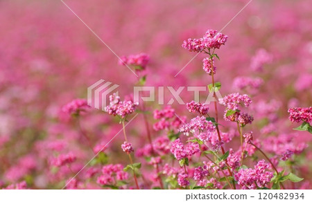 Red buckwheat flowers Red buckwheat flowers 120482934