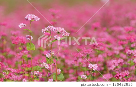 Red buckwheat flowers 120482935