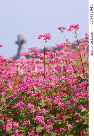 紅蕎麥花 120482940