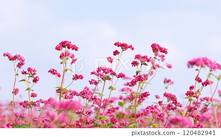 Red buckwheat flowers Red buckwheat flowers 120482941
