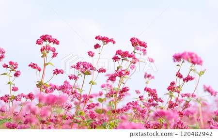 Red buckwheat flowers Red buckwheat flowers 120482942