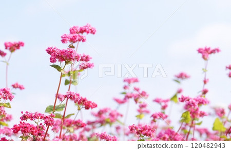 Red buckwheat flowers 120482943