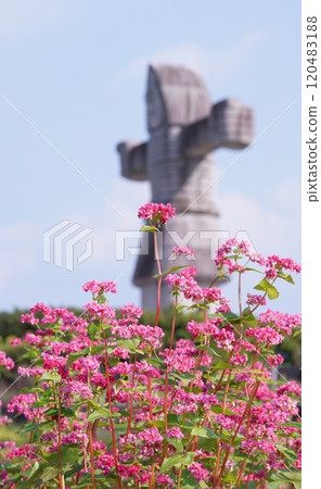 Red buckwheat flowers Red buckwheat flowers 120483188