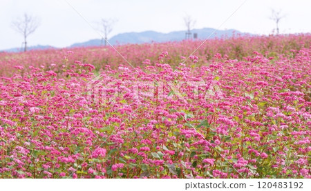 紅蕎麥花 120483192