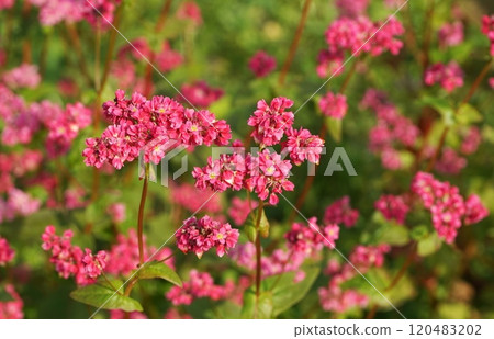 紅蕎麥花 120483202