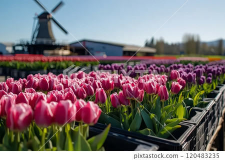 Rows of colorful tulips in bloom at a flower farm with a windmill in the background 120483235
