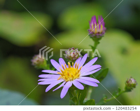 漂亮的野菊花 漂亮的野菊花 120483254
