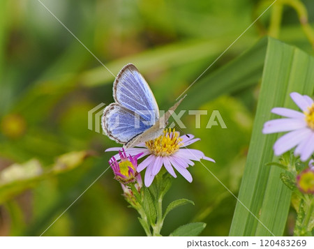 Shijimicho perched on a flower 120483269