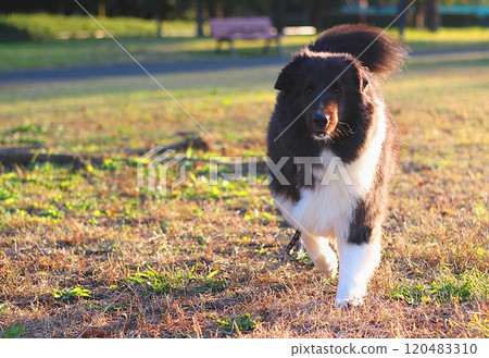 公園裡一隻快樂的狗 120483310