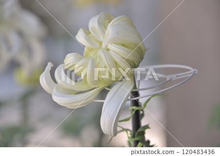 Chrysanthemum Chrysanthemum 120483436