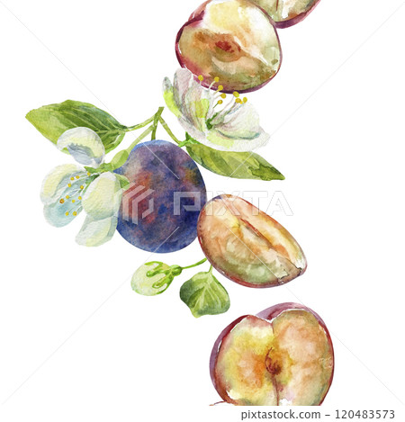 Seamless border of the plums branch with leaves and flowers on an isolated on a white background. Realistic illustration with watercolor hand drawn. Would look great on fabric, kitchen towels or food Seamless border of the plums branch with leaves and flowers on an isolated on a white background. Realistic illustration with watercolor hand drawn. Would look great on fabric, kitchen towels or food 120483573