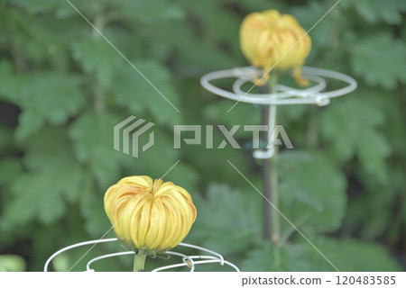 Chrysanthemum 120483585