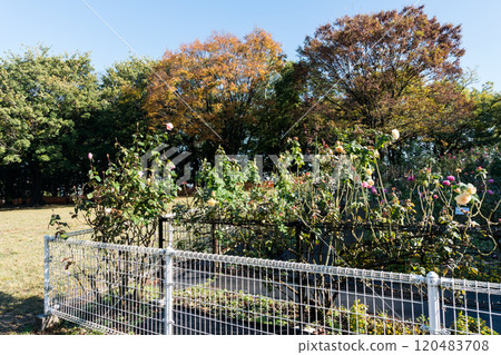 衣田公園，人民廣場附近的玫瑰園，晴朗的秋天天空，東京世田谷區衣田公園 120483708