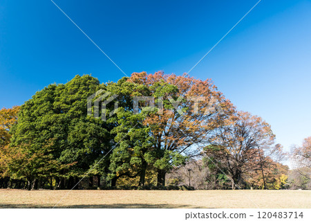 Walking in Kinuta Park, a spacious view, clear autumn sky, Kinuta Park, Setagaya, Tokyo Walking in Kinuta Park, a spacious view, clear autumn sky, Kinuta Park, Setagaya, Tokyo 120483714