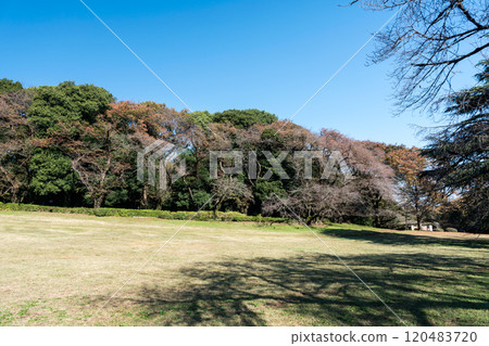 漫步在東京世田谷區的衣田公園，樹木成蔭，天空晴朗。 120483720