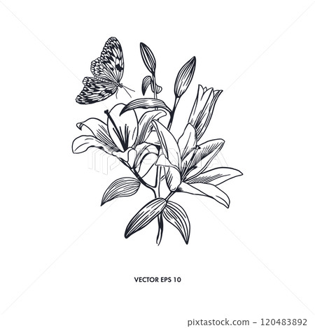 Lilies bouquet and butterfly. Hand drawn vector illustration of flowers. Graphic style. Greeting cards, invitations, labels, tattoo, posters, banners. 120483892