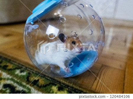 Hamster walking ball. A transparent ball in which the rodent can run around the house. Syrian hamster on a walk in a carrier Hamster walking ball. A transparent ball in which the rodent can run around the house. Syrian hamster on a walk in a carrier 120484106