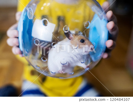 Hamster walking ball. A transparent ball in which the rodent can run around the house. Syrian hamster on a walk in a carrier 120484107