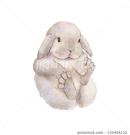 Chubby, fluffy rabbits, hares. Watercolor illustration 120484210