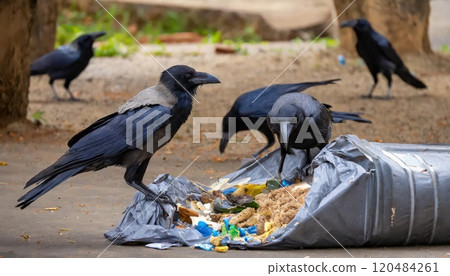 AI image: Crows rummaging through trash AI image: Crows rummaging through trash 120484261