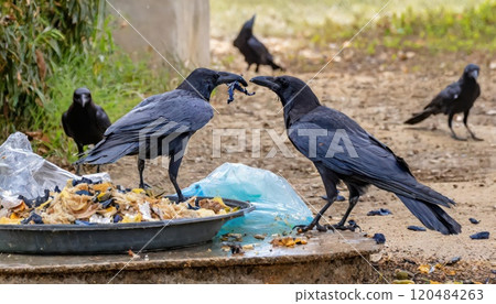 AI image: Crows rummaging through trash 120484263