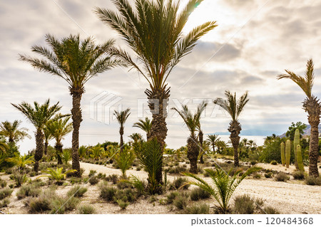 Palm trees and cactus on sea coast Palm trees and cactus on sea coast 120484368