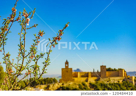 Spring tree and Alcazaba fortress in Antequera, Spain. Spring tree and Alcazaba fortress in Antequera, Spain. 120484410