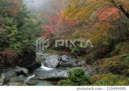 瀨戶川流域的紅葉染紅了山谷（高知縣土佐町） 120484980