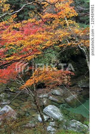 瀨戶川和紅葉（高知縣土佐町瀨戶川谷） 120484981