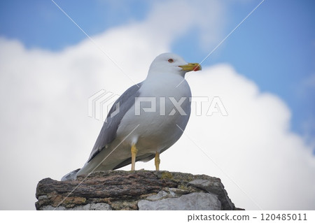 Seabirds and sky Seabirds and sky 120485011