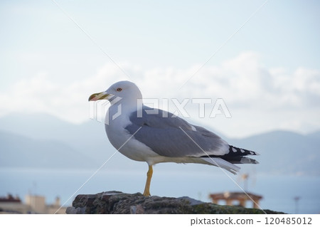 Blue sky and seabird Blue sky and seabird 120485012