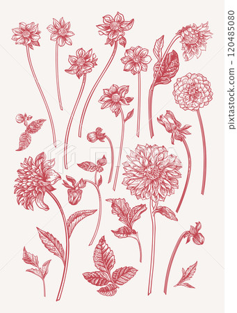 Set with dahlia flowers. Red. Vertical 120485080